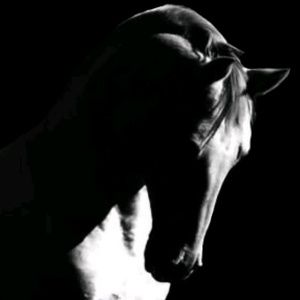 Meet your Posher, Genaro